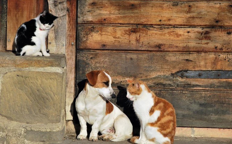 Cats or dogs?