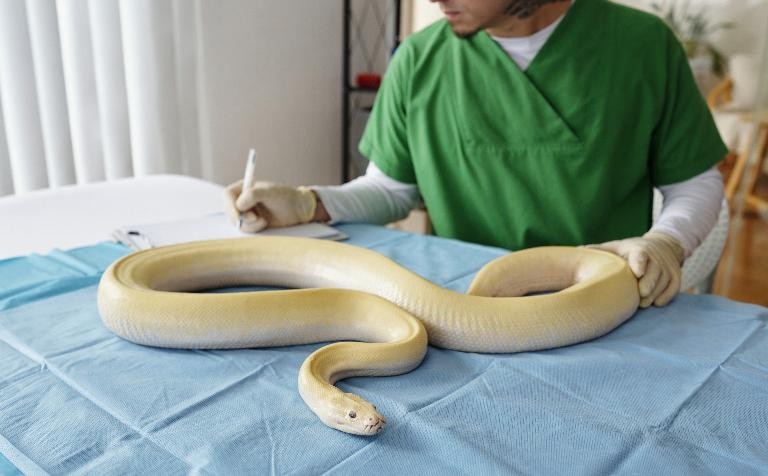 Jodie Foster the snake gets world-first cancer treatment