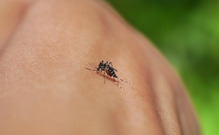 Mosquito capable of spreading dengue and Zika found breeding in UK for first time
