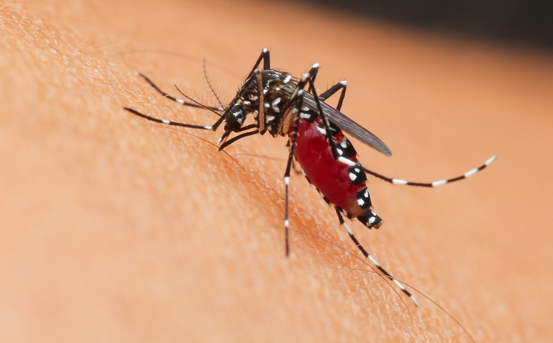 Disease-carrying mosquitoes establish themselves across new regions