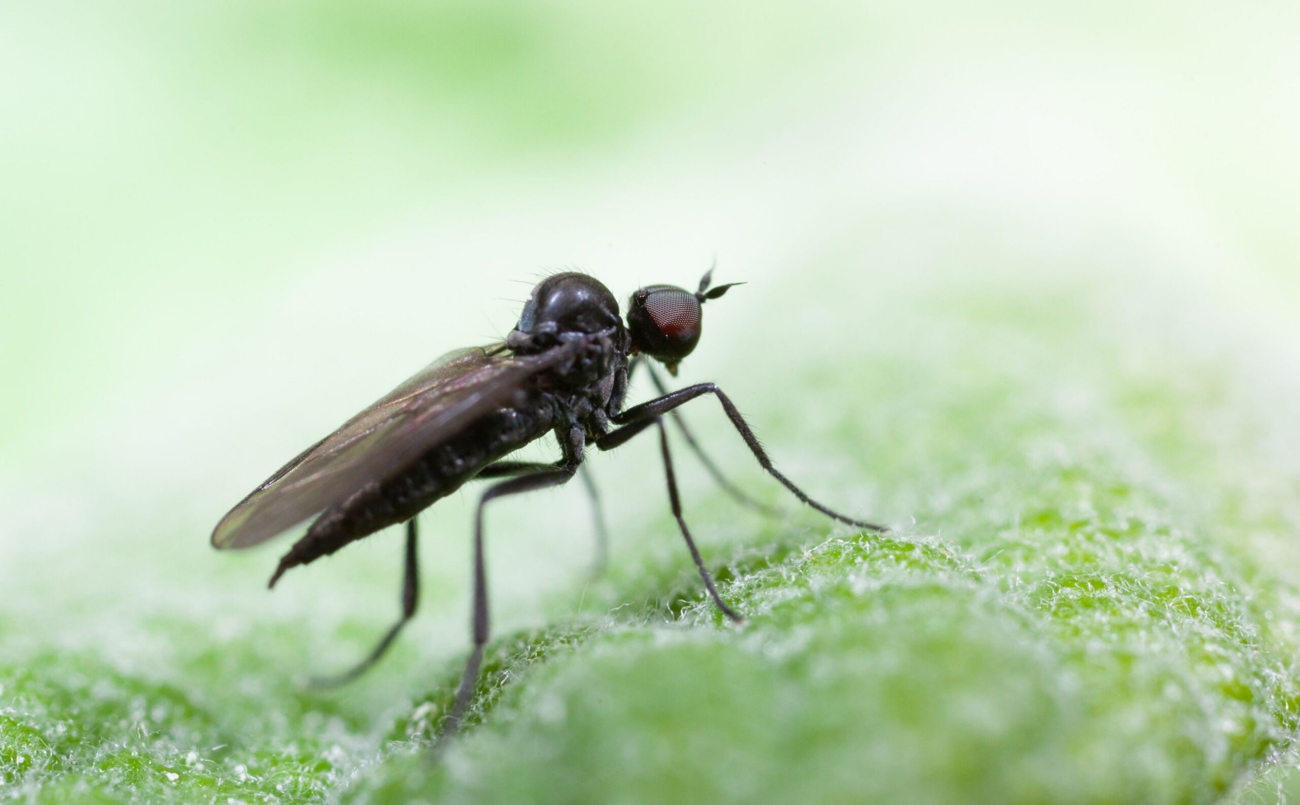First human Shamonda virus case confirmed in France: what we know